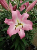 [5220 Super Master VZ No02.JPG]